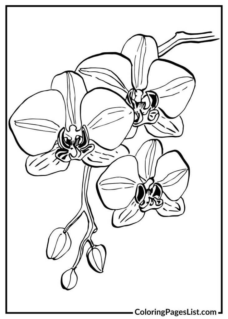 Orchid coloring page