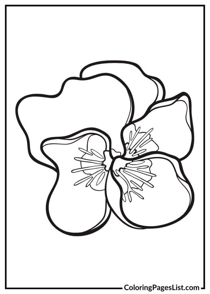 Beautiful Pansy for kids to color sheet