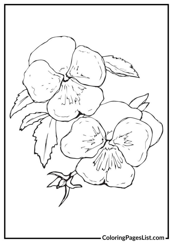 Unique Pansy coloring sheet