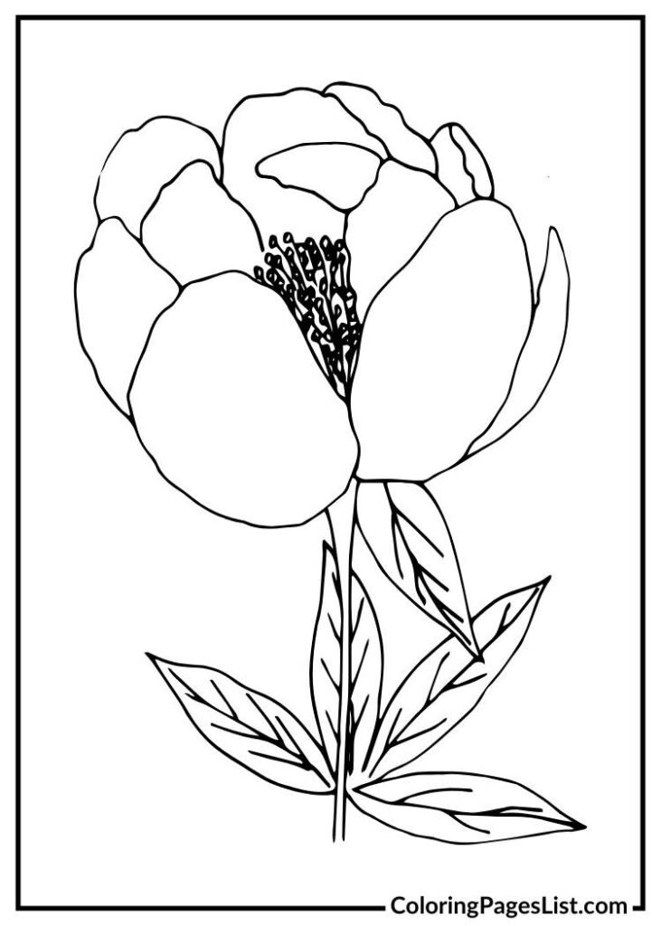 Peony coloring sheet