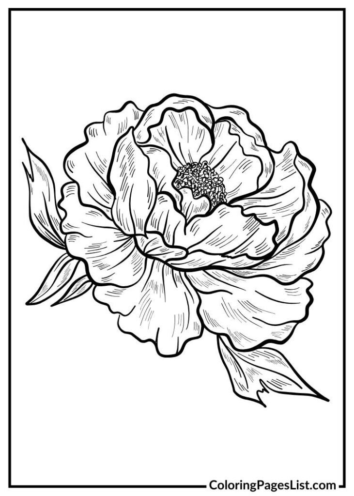 Unique Peony flower coloring page