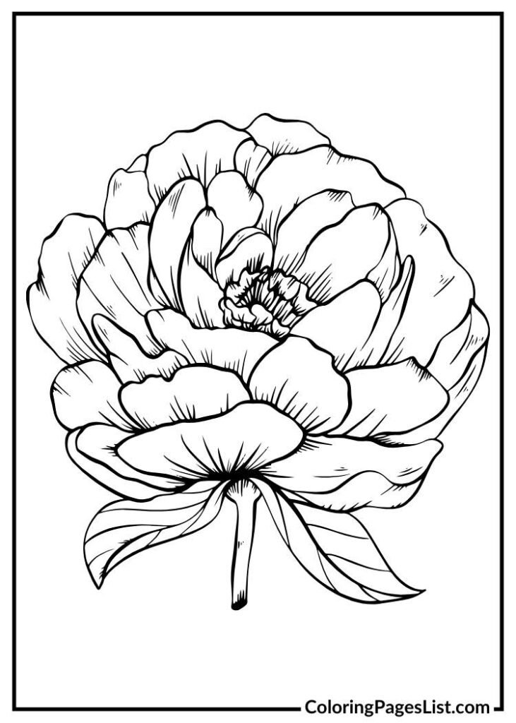 Peony coloring sheet