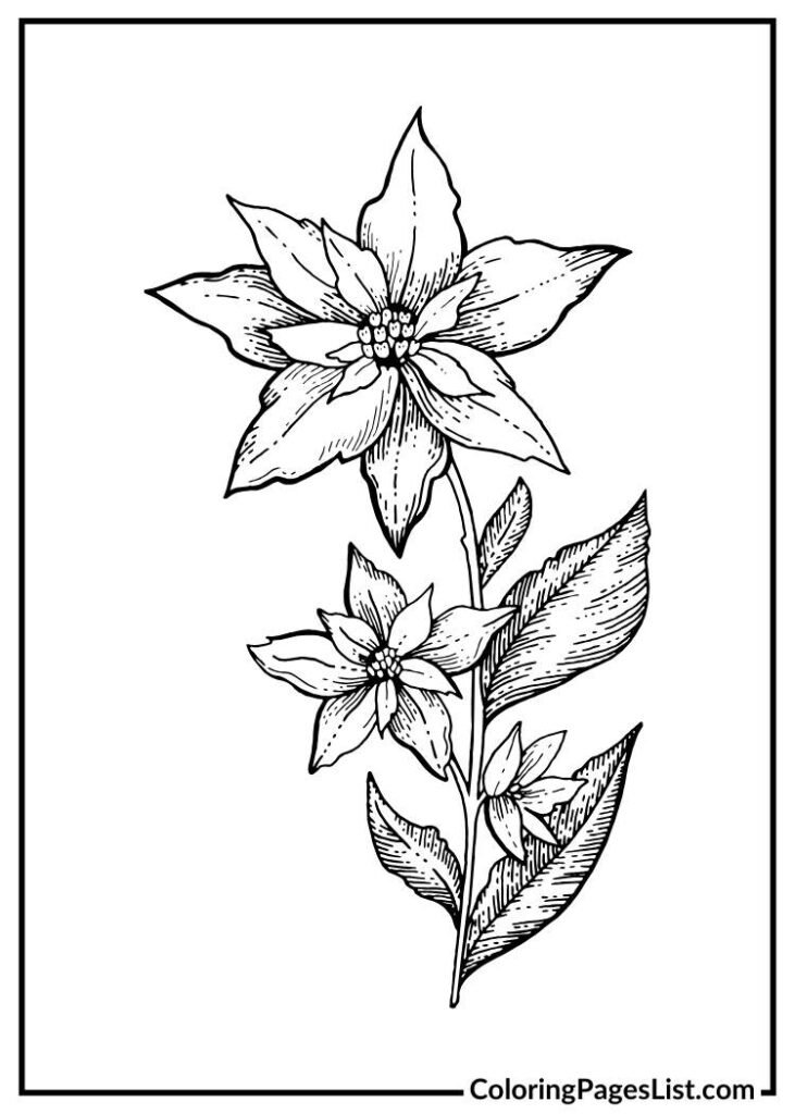 Poinsettia Line Drawing