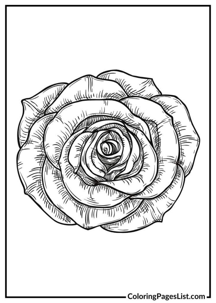 Rose without doodle coloring page