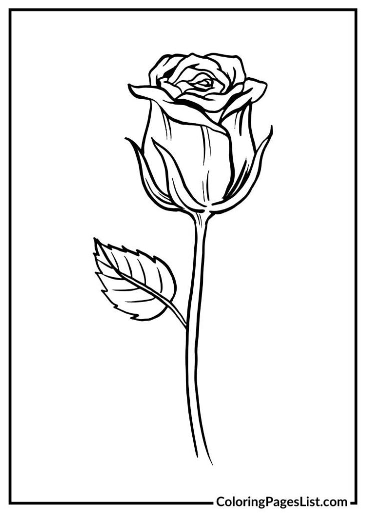 Single rose flower