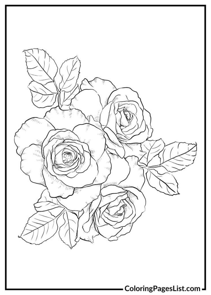 Roses coloring page