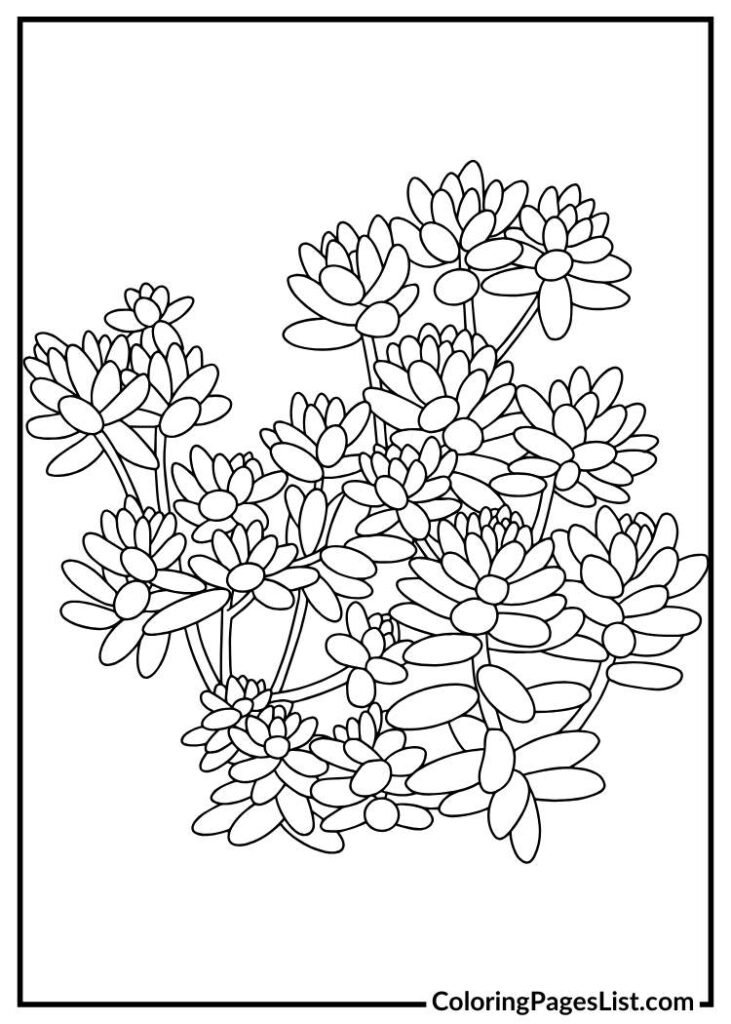 Sedum coloring page