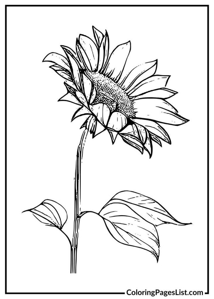 Simple sunflower coloring sheet