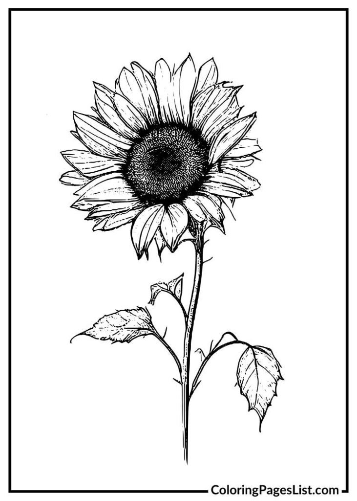 Sunflower Outline coloring page