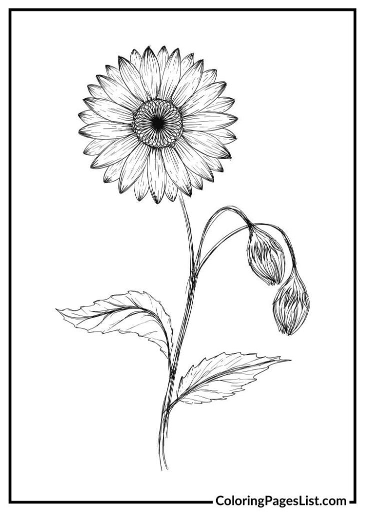 Sunflower Illustration coloring page