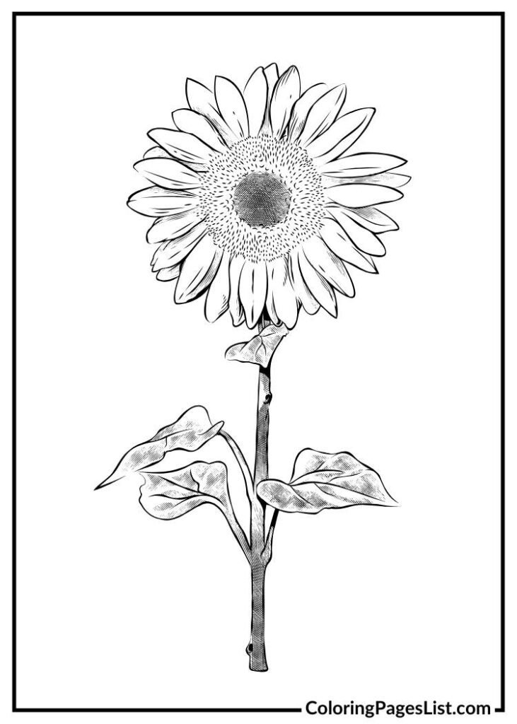 Charming Sunflower coloring picture