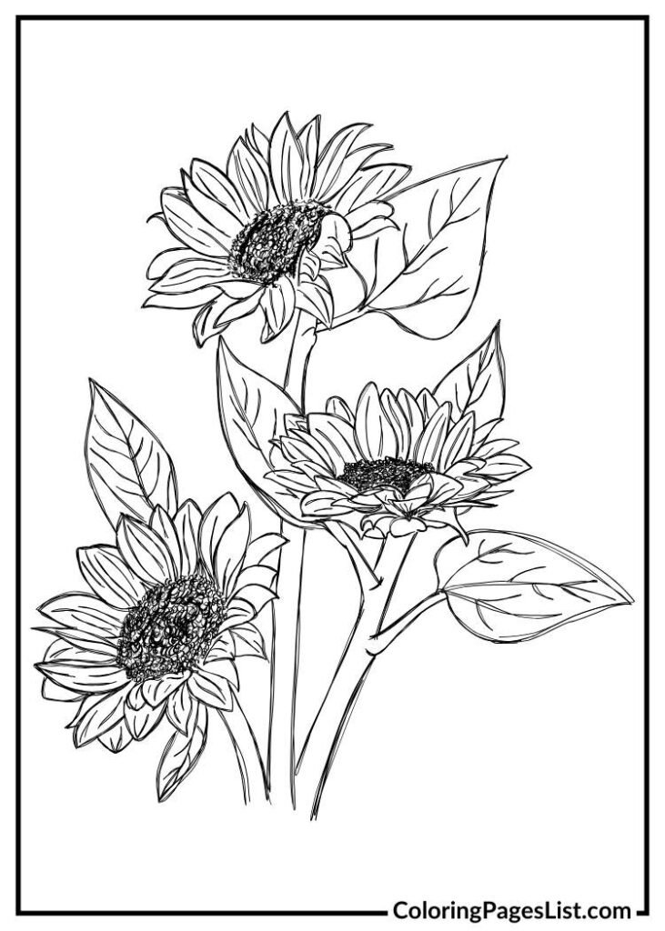 Sunflower coloring page printable