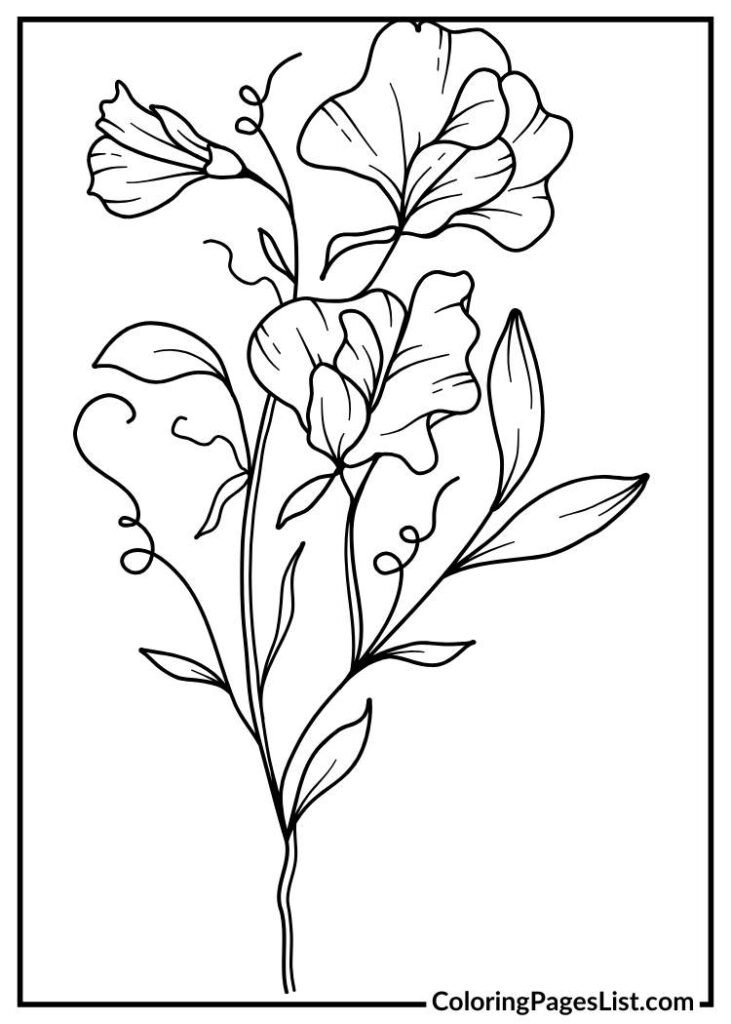 Sweet Pea flower coloring page