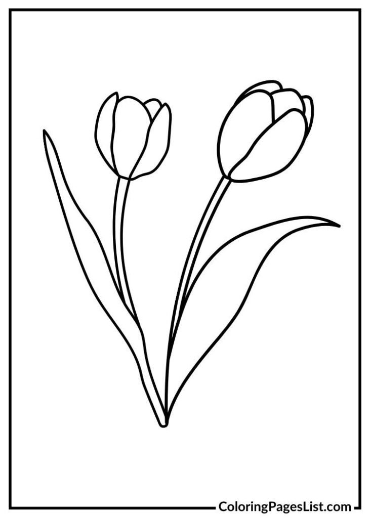 Flower tulip