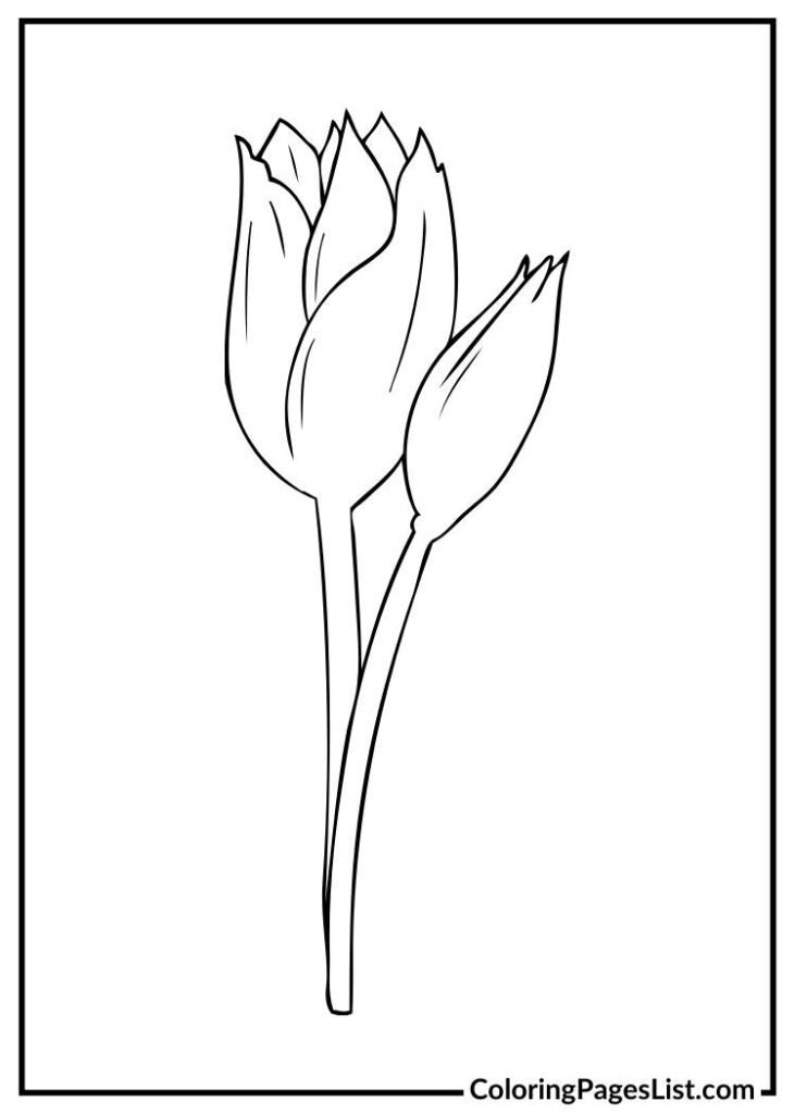 Tulip coloring sheet for kids