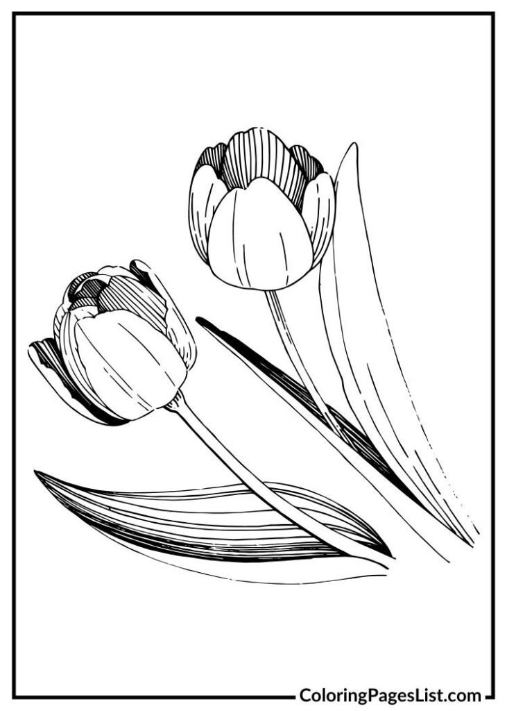 Tulip flower with simple lines