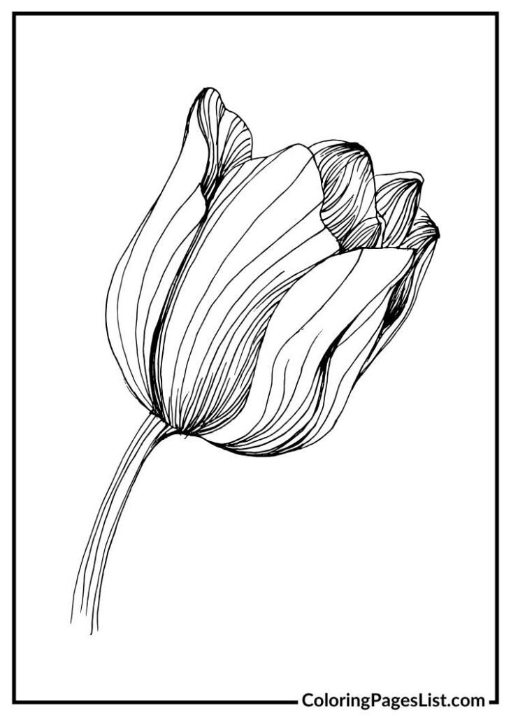 Tulip coloring sheet