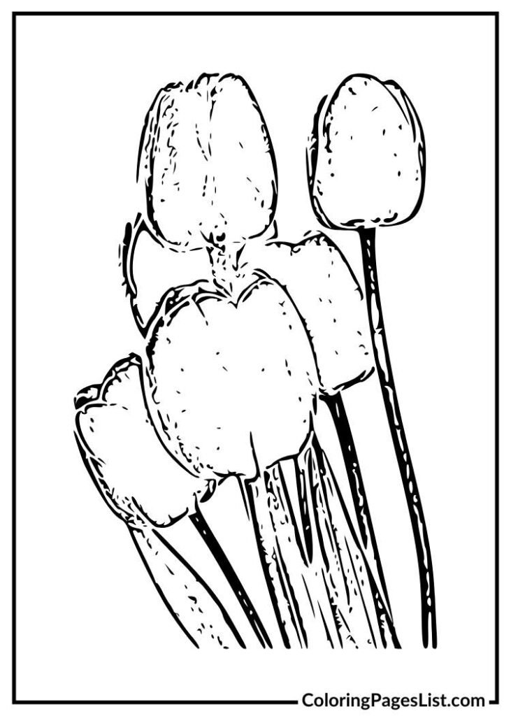 Tulips Line Drawing