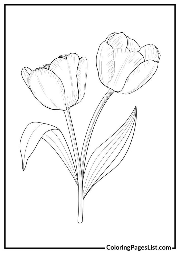 Tulip Flower Outline coloring page