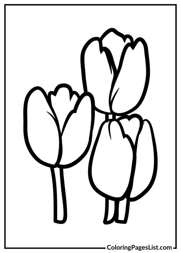 Tulip Flowers Illustration