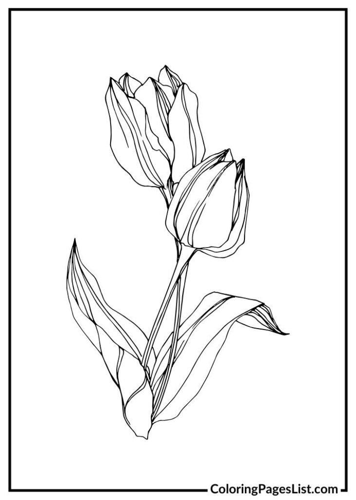 Unique Tulip coloring sheet