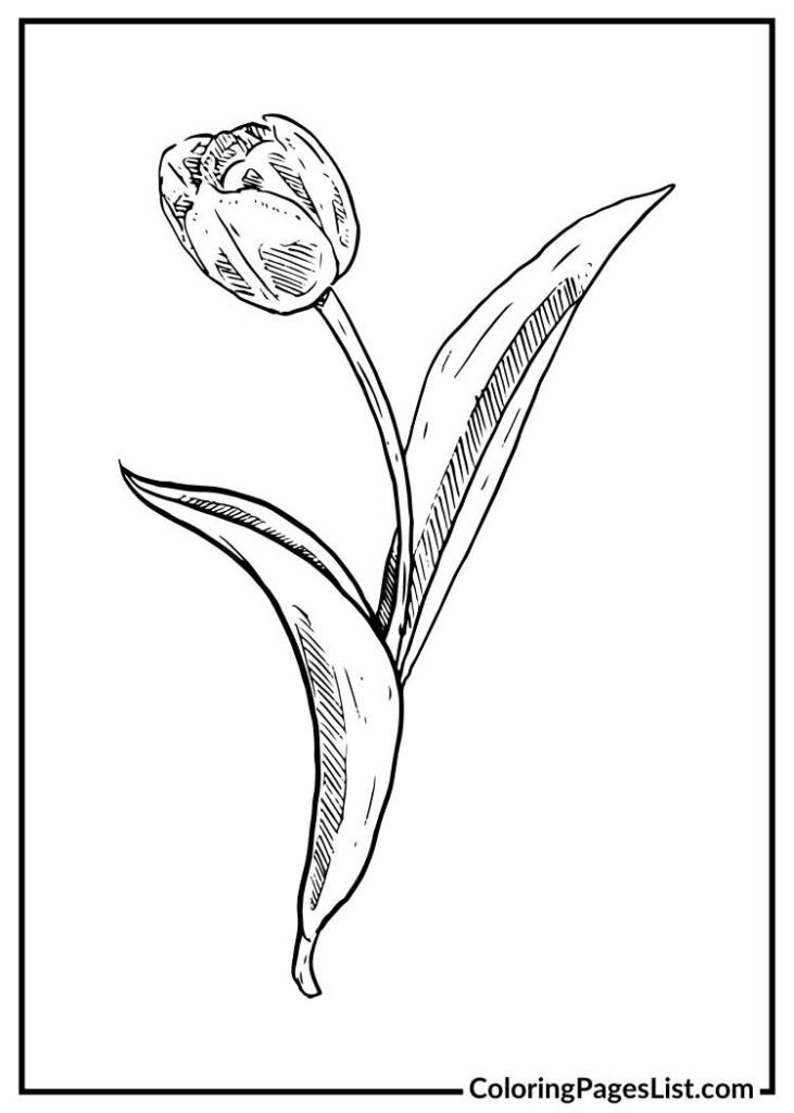 Hand drawn tulip coloring page