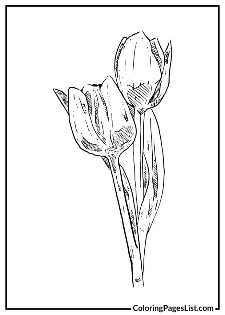 Two Tulip flowers for coloring