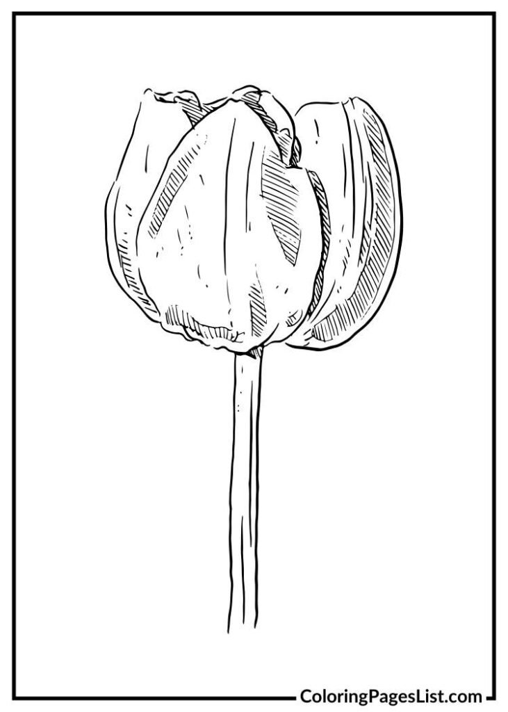 Tulip flower 1