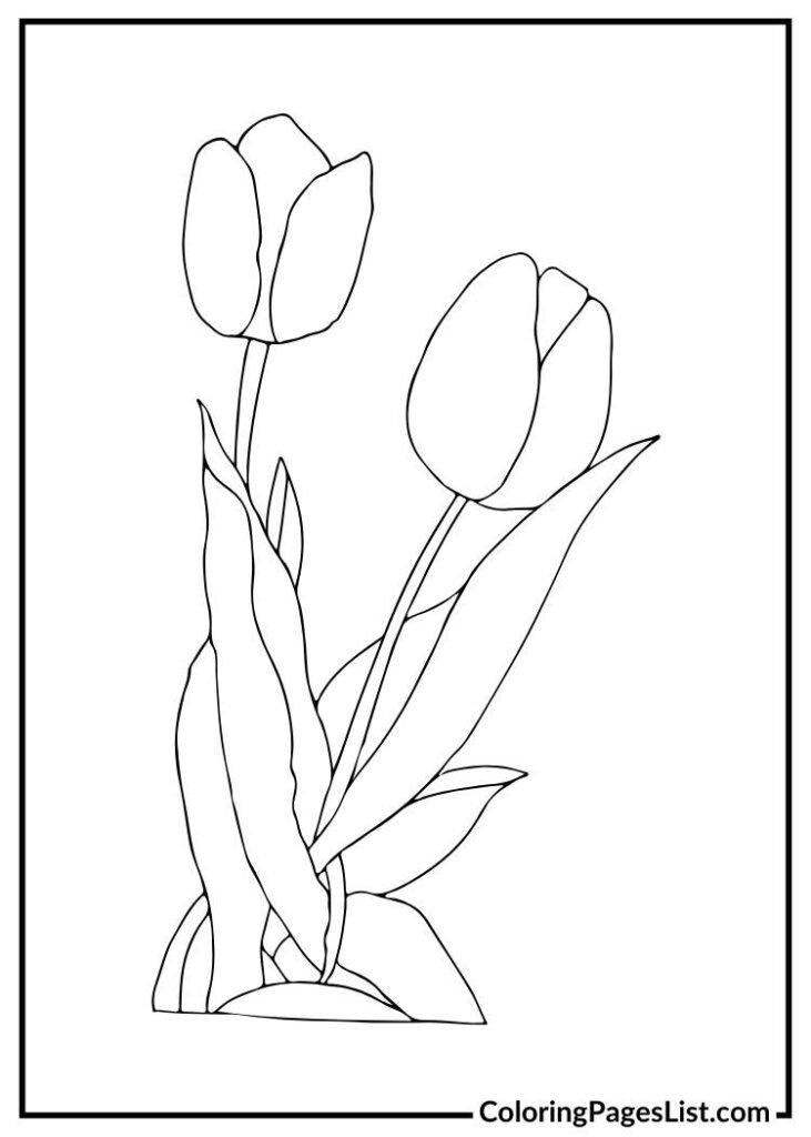 Tulip coloring sheet