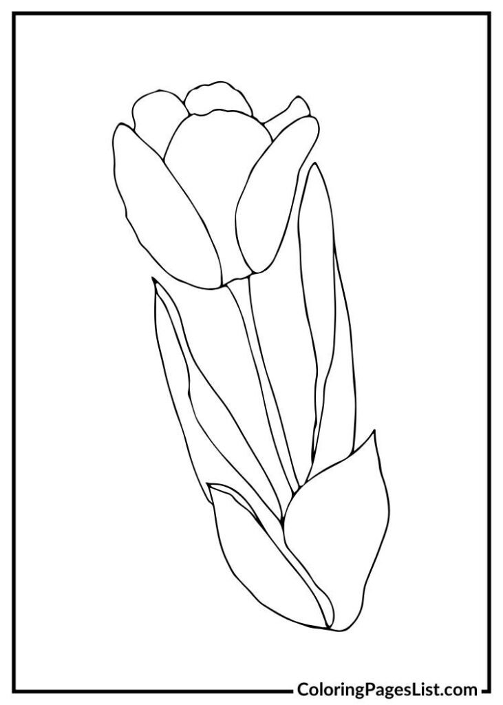 Charming tulip coloring picture