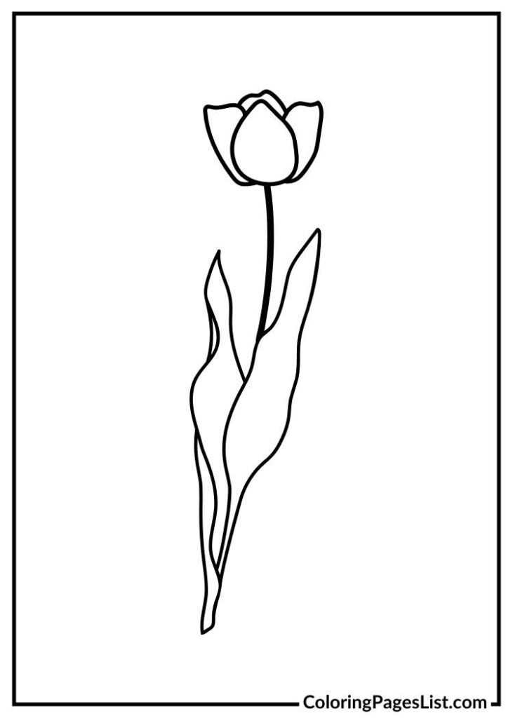 Tulip