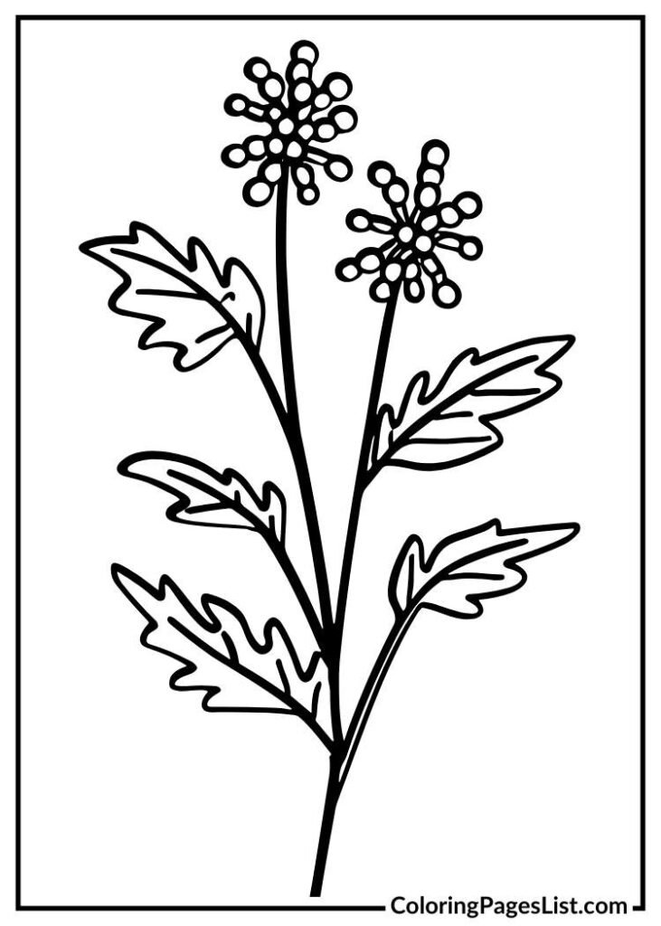 Verbena flower coloring page