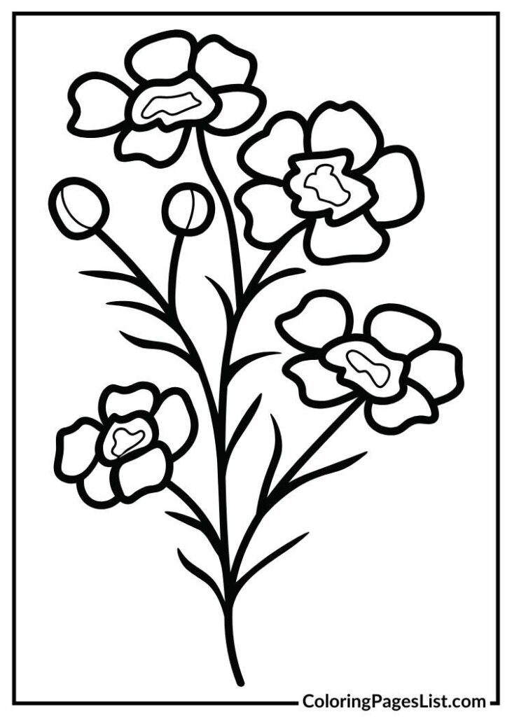 Waxflower coloring page