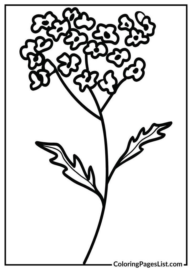 Yarrow coloring page