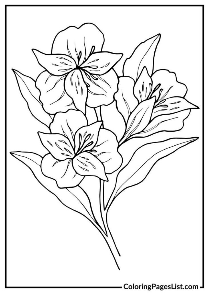 Alstroemeria 1 coloring page