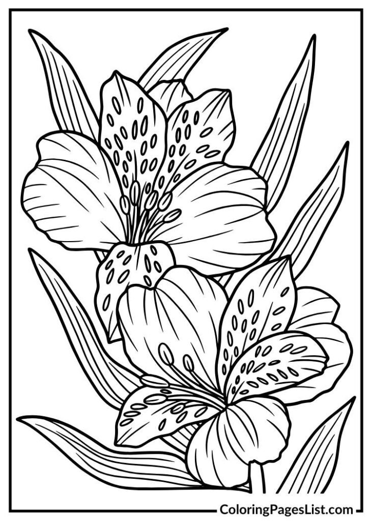 Alstroemeria coloring page