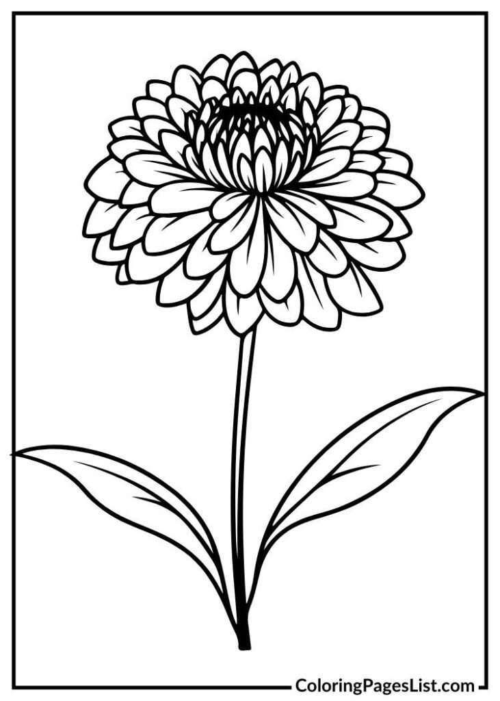 Dahlia flower coloring page