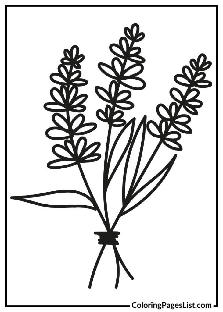 Lavender flower coloring page