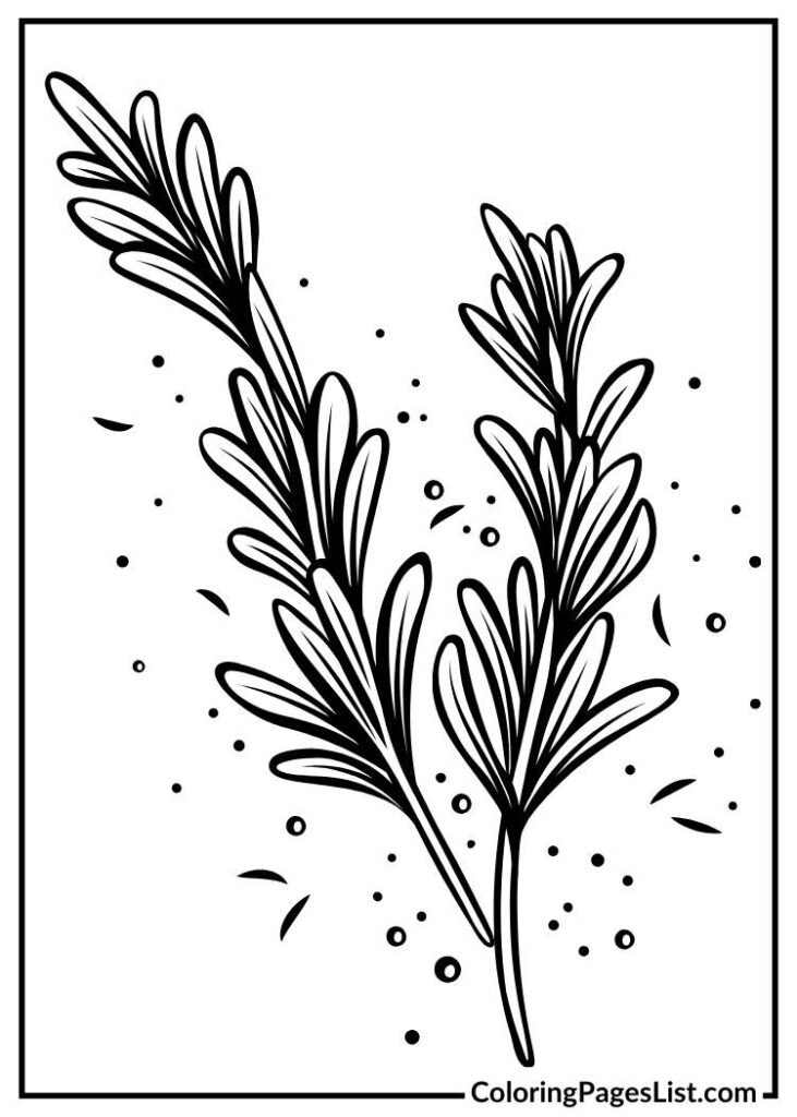 Rosemary coloring page