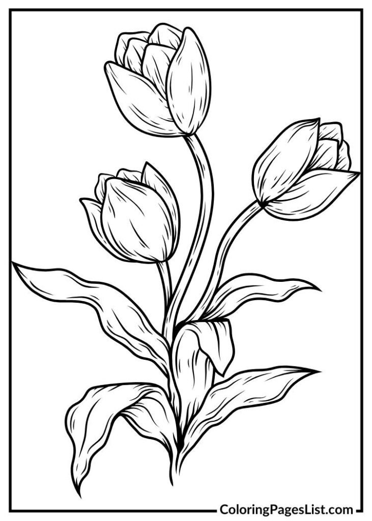 Tulip flower coloring page