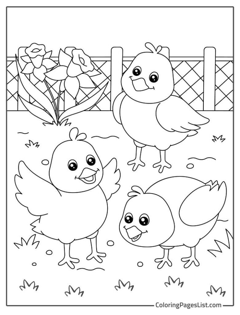 Three Cute Chicks Eating Wheat In The Farm To Color In