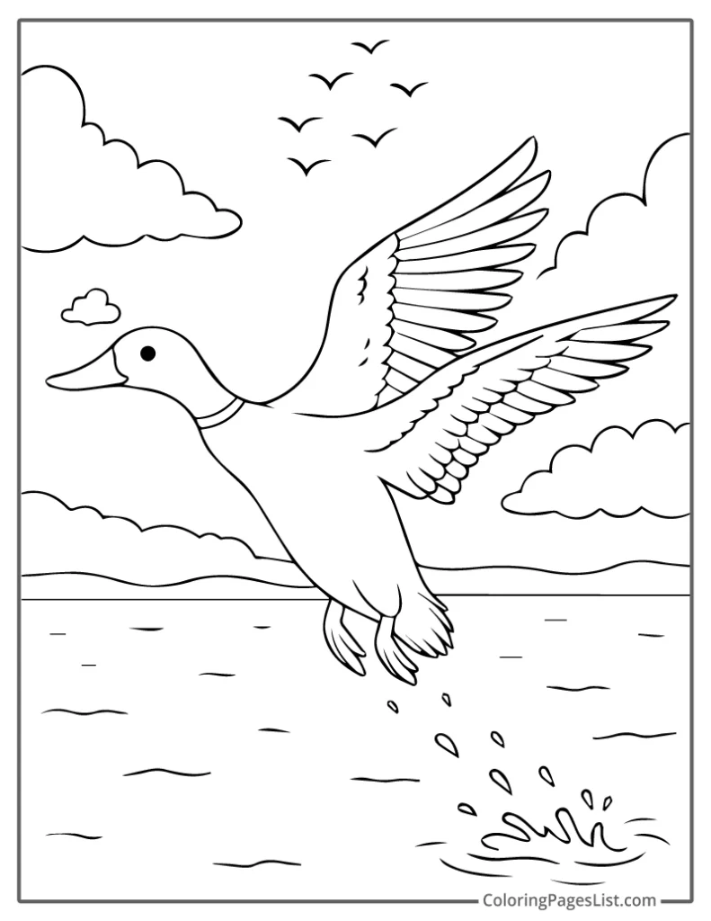 Duck Taking Off From A Lake To Color In