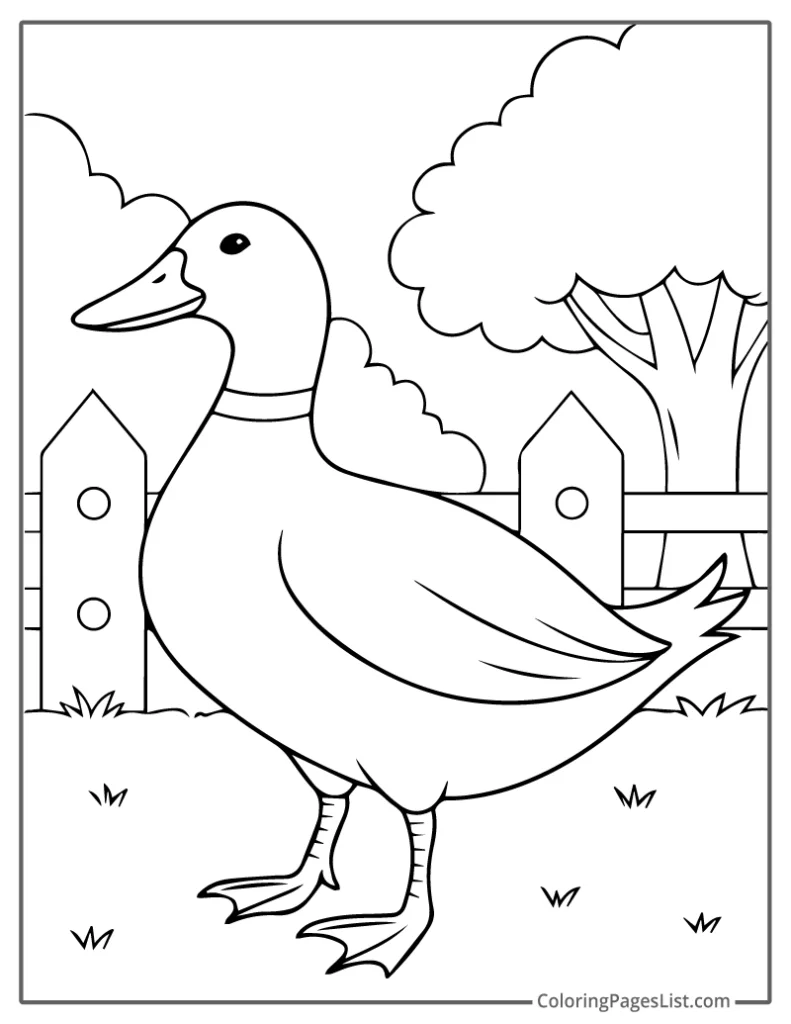 Duck Wandering Peacefully Near the Fence For Coloring