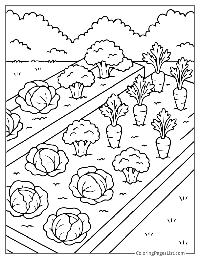 Garden Rows Filled with Broccoli and Cabbage Coloring Page